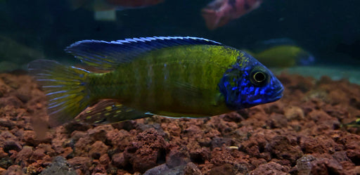 Blue Neon Peacock Cichlid (Aulonocara Stuartgranti Blue Neon)