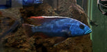 	Fusco Cichlid (Nimbochromis Fuscotaeniatus)