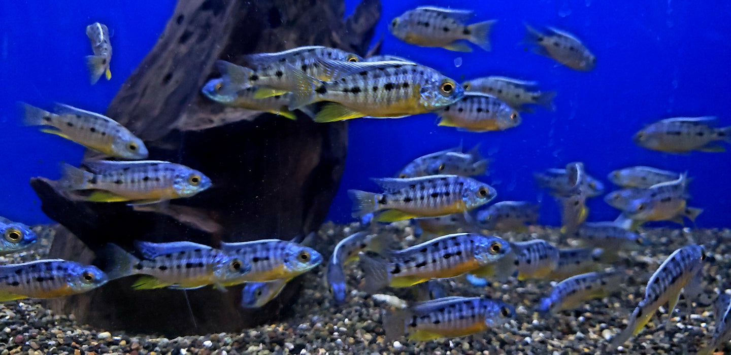 Insignus Cichlid (Protomelas sp. "spilonotus tanzania")