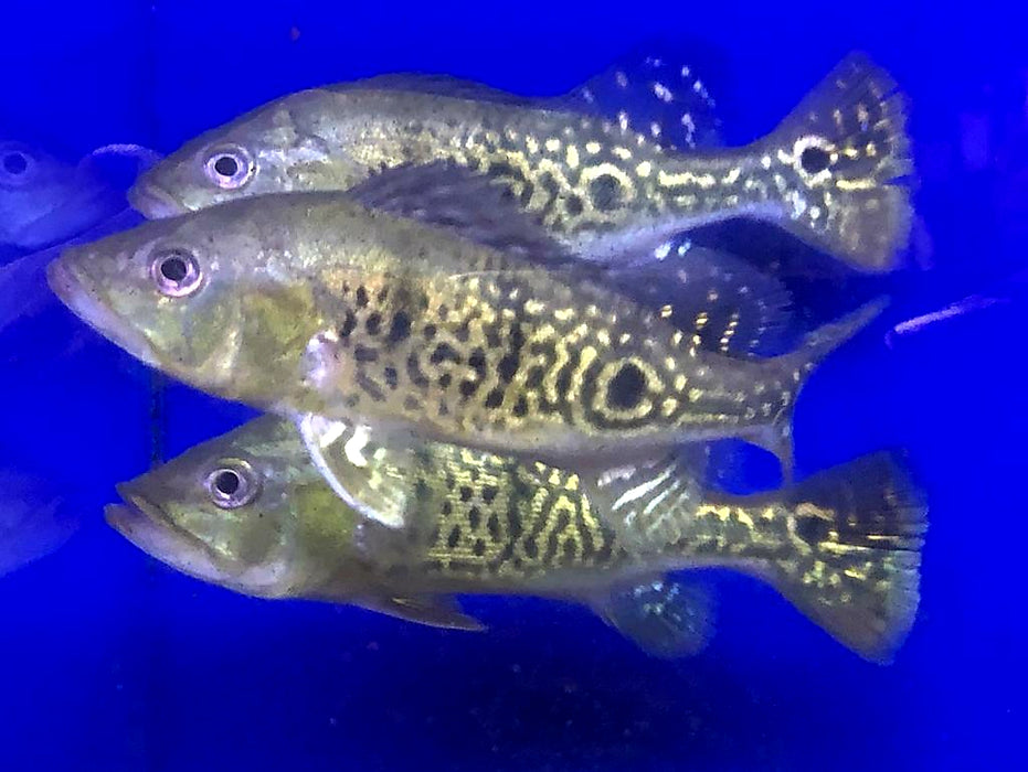 24 Karat Kelberi Peacock Bass (Cichla kelberi)