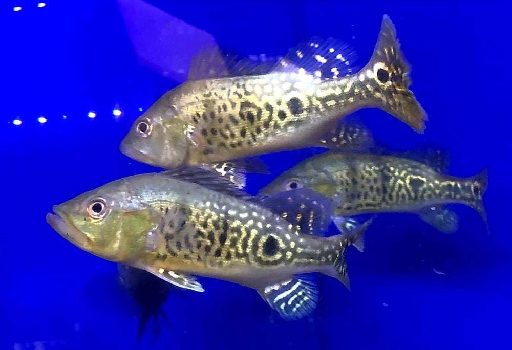 24 Karat Kelberi Peacock Bass (Cichla kelberi)