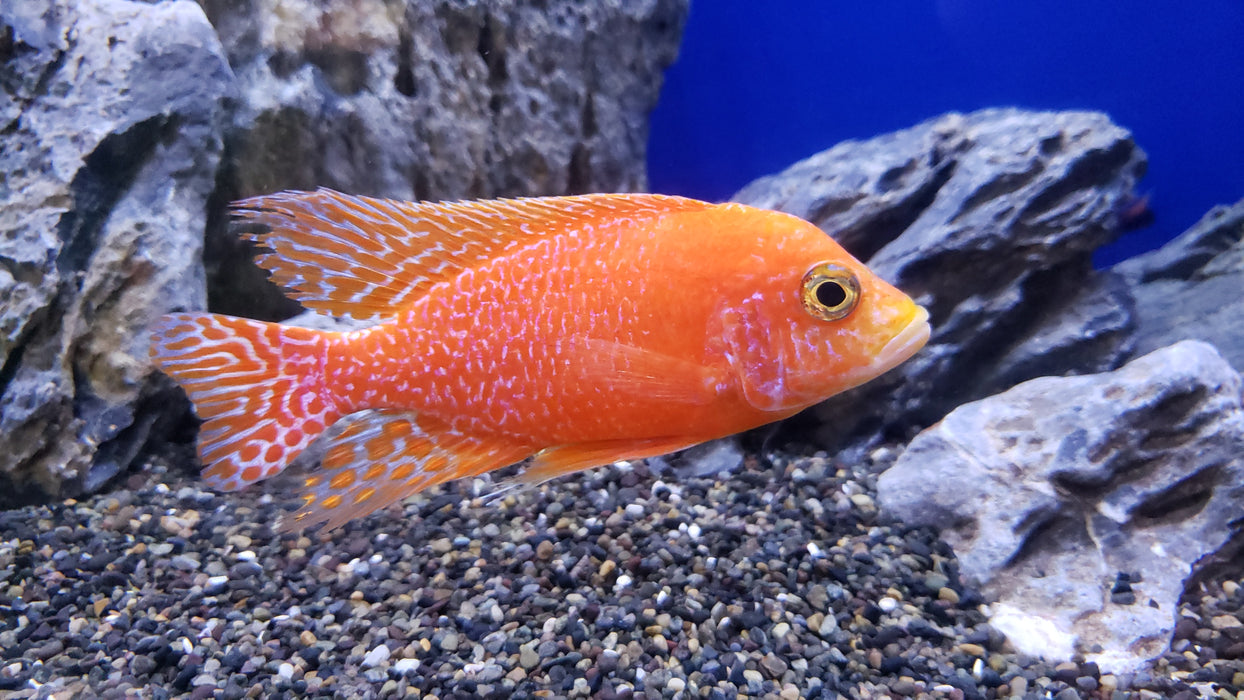 (CHD-032) Strawberry Peacock Cichlid (Aulonocara sp. Fire Fish) #019