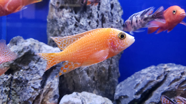 (TROP-037) Strawberry/Dragonblood Peacock Cichlid (Aulonocara sp. Fire Fish) #019