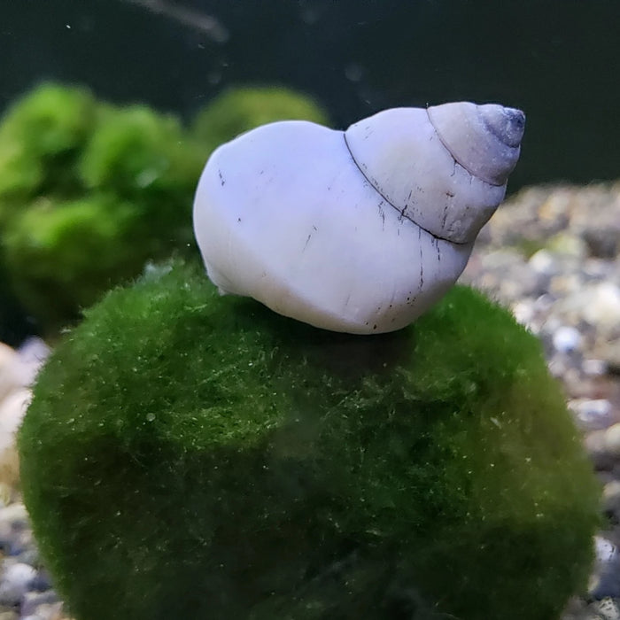 (TROP-255)U042 White Wizard Snail (Filopaludina Martensi)