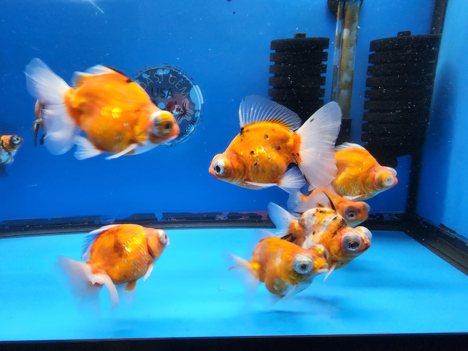 Live Fancy Goldfish Premium Select Our Choice Thai Calico Demekin 2.00-2.50" inch Body Mid Size(CGF-116-2.5'')