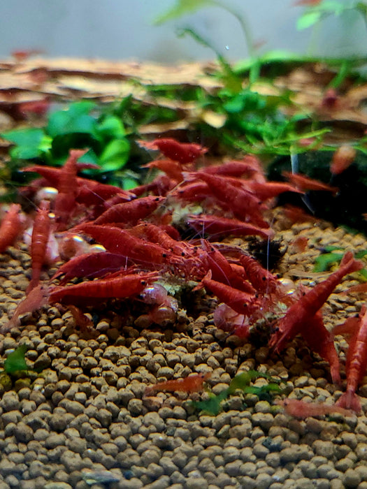 Live Freshwater Aquarium High Quality Painted Fire Red Shrimp 5/$20, 10/$35, 20/$65 (Neocaridina sp.)(FS-023)R9B6, R9B18