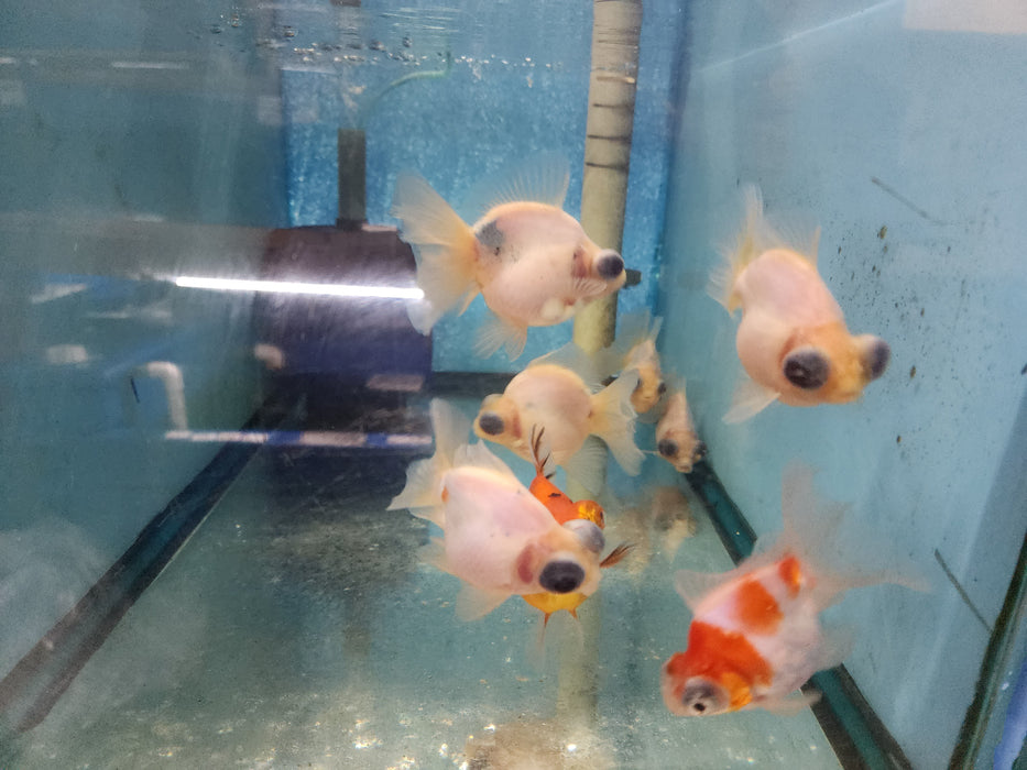Live Fancy Goldfish Premium Select Our Choice Thai Calico Demekin 2.00-2.50" inch Body Mid Size(CGF-116-2.5'')