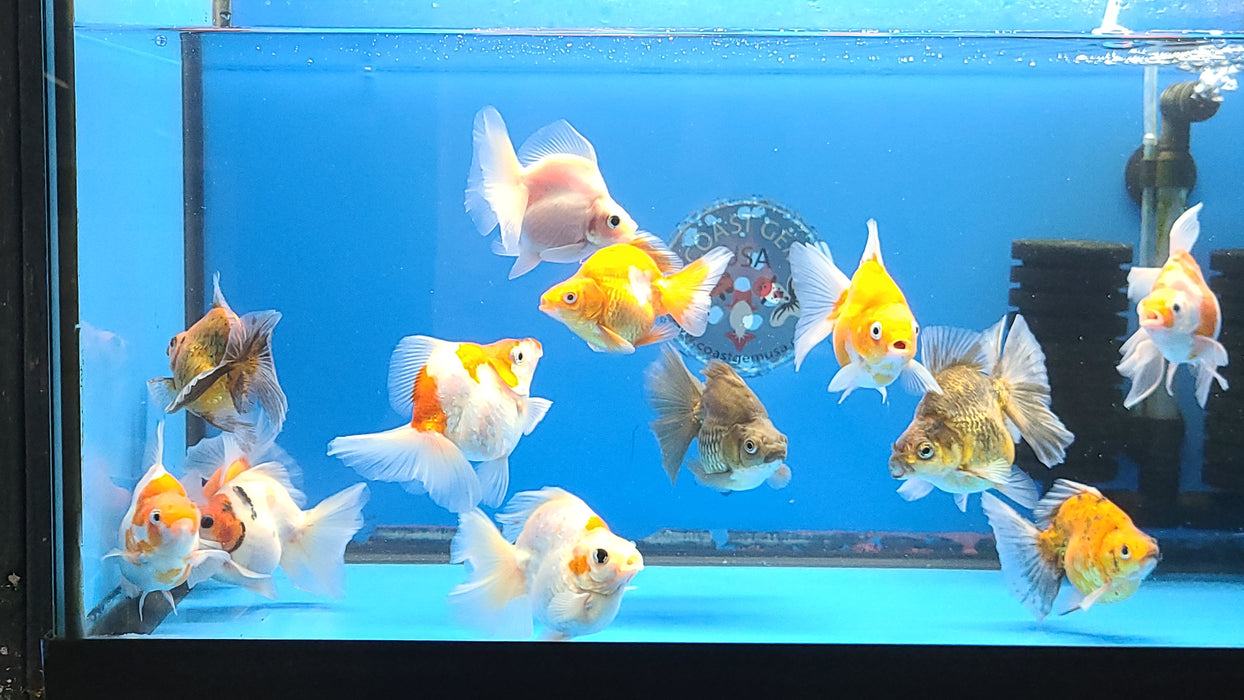 Live Fancy Goldfish Premium Select Our Choice Thai Mid Size Ryukin 2.00-2.50 inch Body(CGF-110-2.5'')