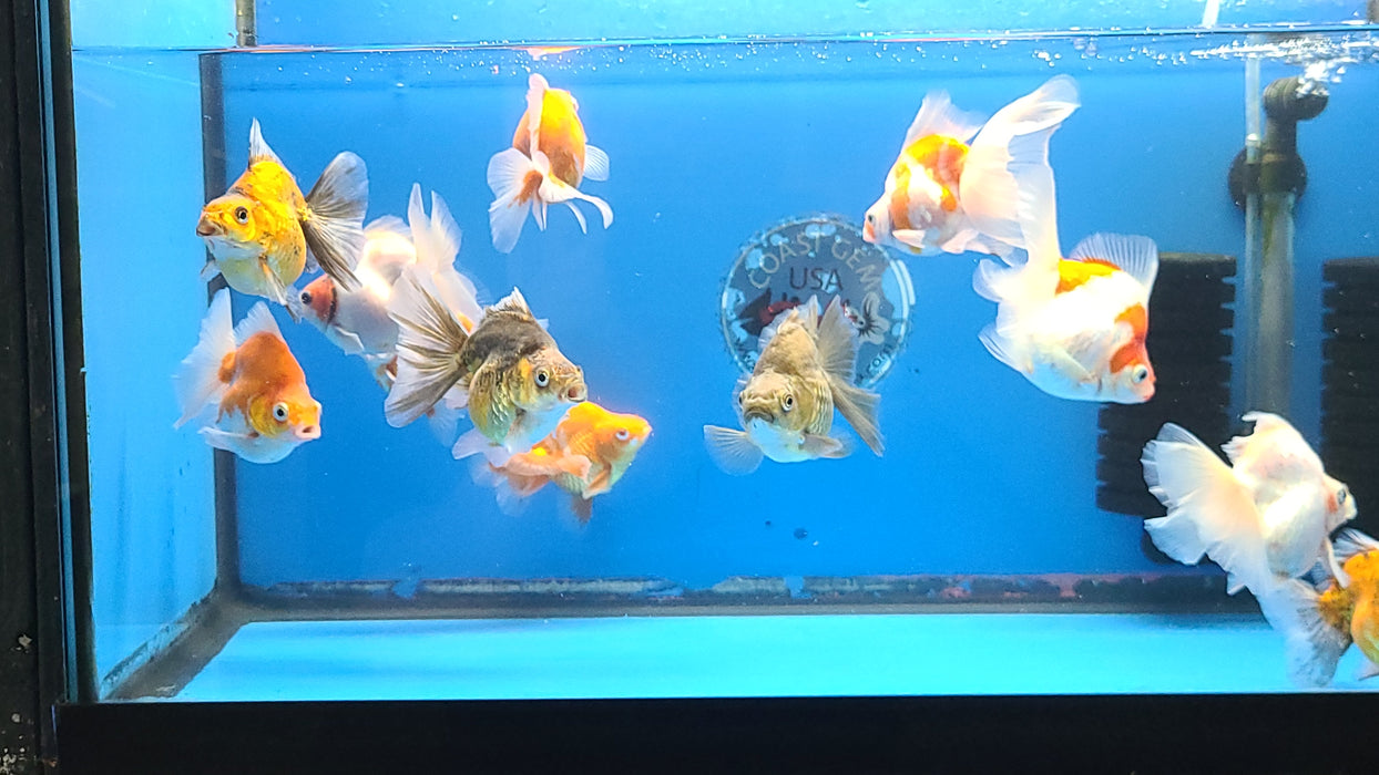 Live Fancy Goldfish Premium Select Our Choice Thai Mid Size Ryukin 2.00-2.50 inch Body(CGF-110-2.5'')