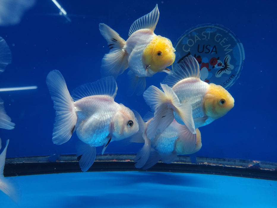 Live Fancy Goldfish Premium Select Our Choice Short Body SMALL BREED White Thai Oranda GROW UP TO 2.5-3.5'' BODY (CGF-029)