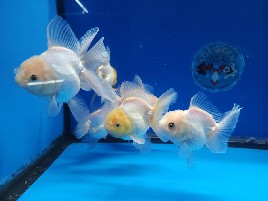 Live Fancy Goldfish Premium Select Our Choice Short Body SMALL BREED White Thai Oranda GROW UP TO 2.5-3.5'' BODY (CGF-029)