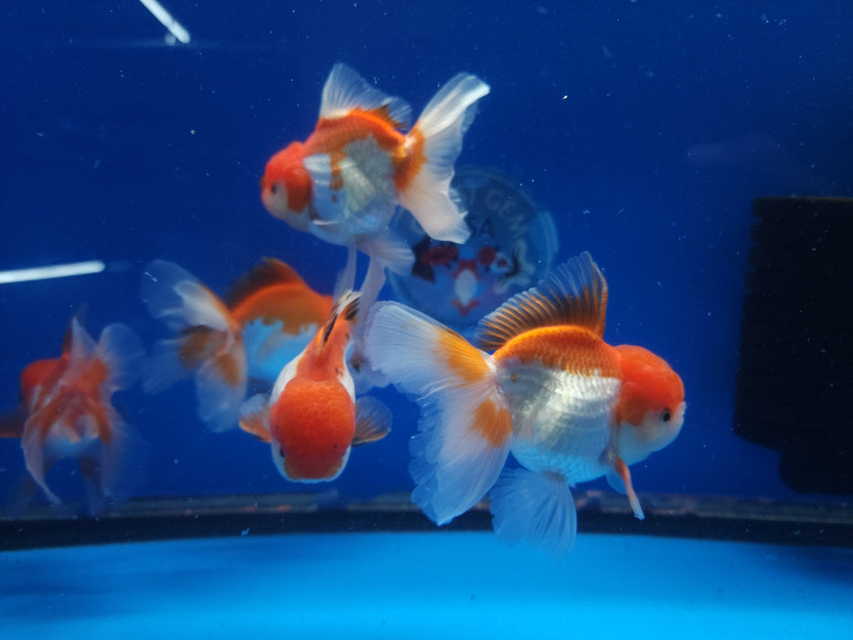 Live Fancy Goldfish Premium Select Our Choice Short Body SMALL BREED Red/White Thai Oranda GROW UP TO 2.5-3.5'' BODY (CGF-025)