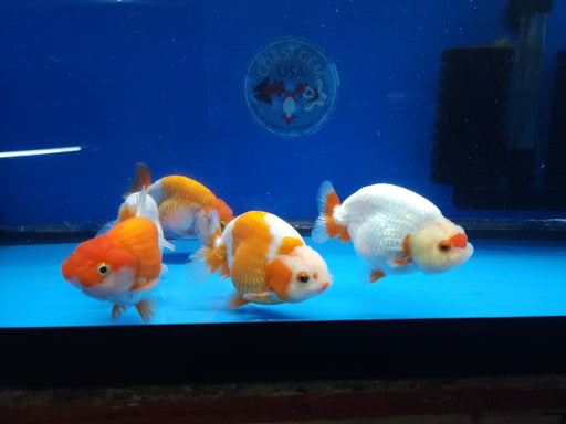 Our Choice Hybrid Ranchu Big Structure — Coast Gem USA
