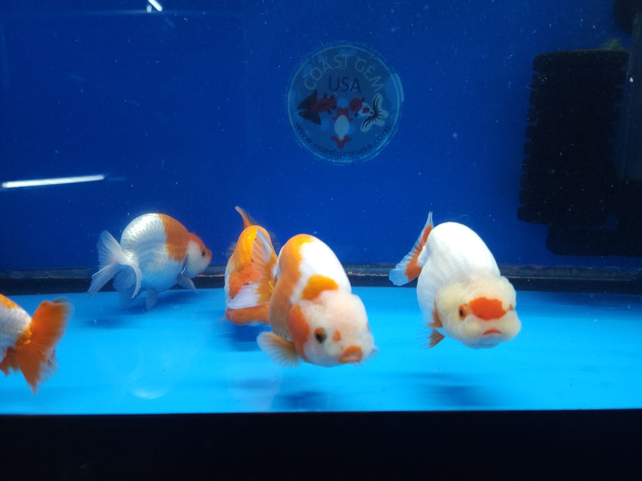 Live Fancy Goldfish Premium Select Our Choice Red/White Giant Structure Ranchu 2.50-3.00 inch Body MID SIZE(CGF-084-2.5''/3'')