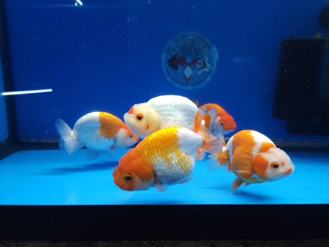 (CGF-084-2.5''/3'') Our Choice Red/White Giant Structure Ranchu 2.50-3.00 inch Body MID SIZE