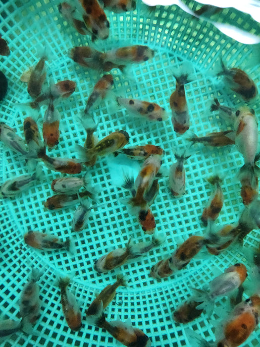 Live Fancy Goldfish Premium Select Our Choice Calico Ranchu 1.00-1.50 inch Body SMALL(CGF-085-1.5'')