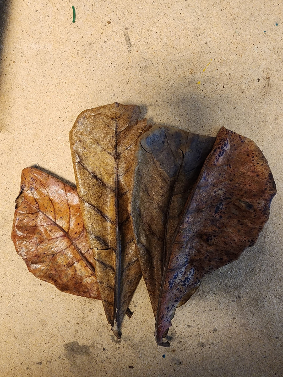 10 Catappa Leaves