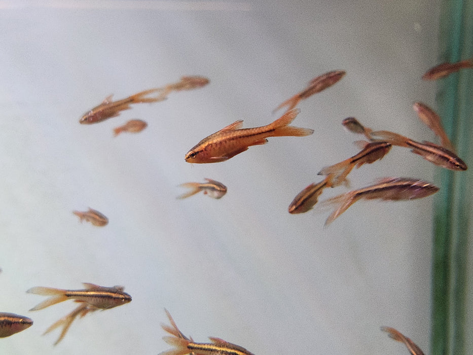 (TROP-170)U042 (3 fish) Longfin Cherry Barb (Puntius titteya) Large