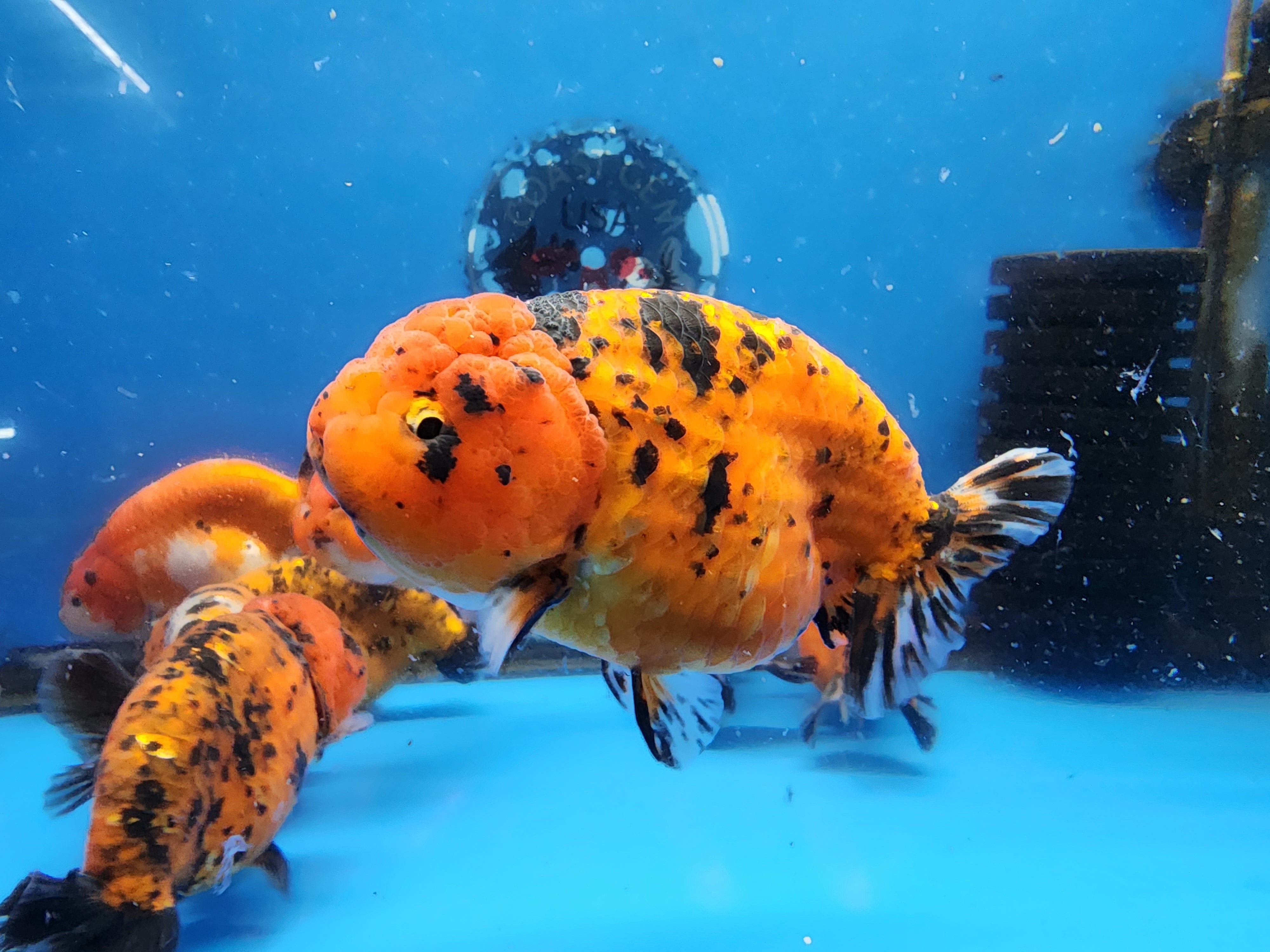 (CGF-101) Our Choice Calico Giant Structure Ranchu 2.50-3.00 inch Body LARGE