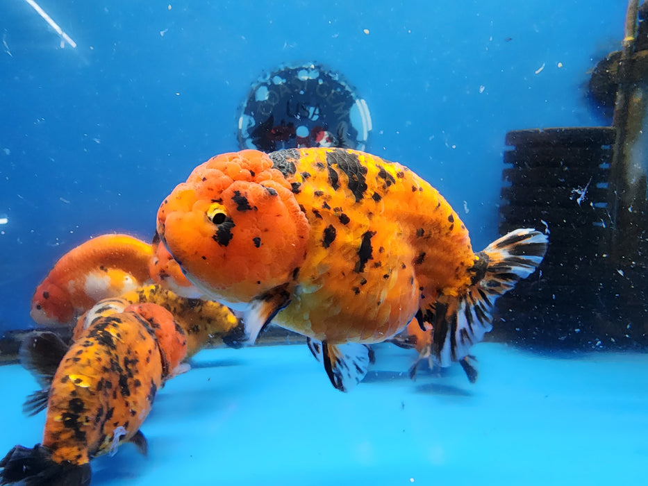 Live Fancy Goldfish Premium Select Our Choice Tiger Giant Structure Ranchu 2.50-3.00 inch Body LARGE (CGF-085-2.5''/3'')