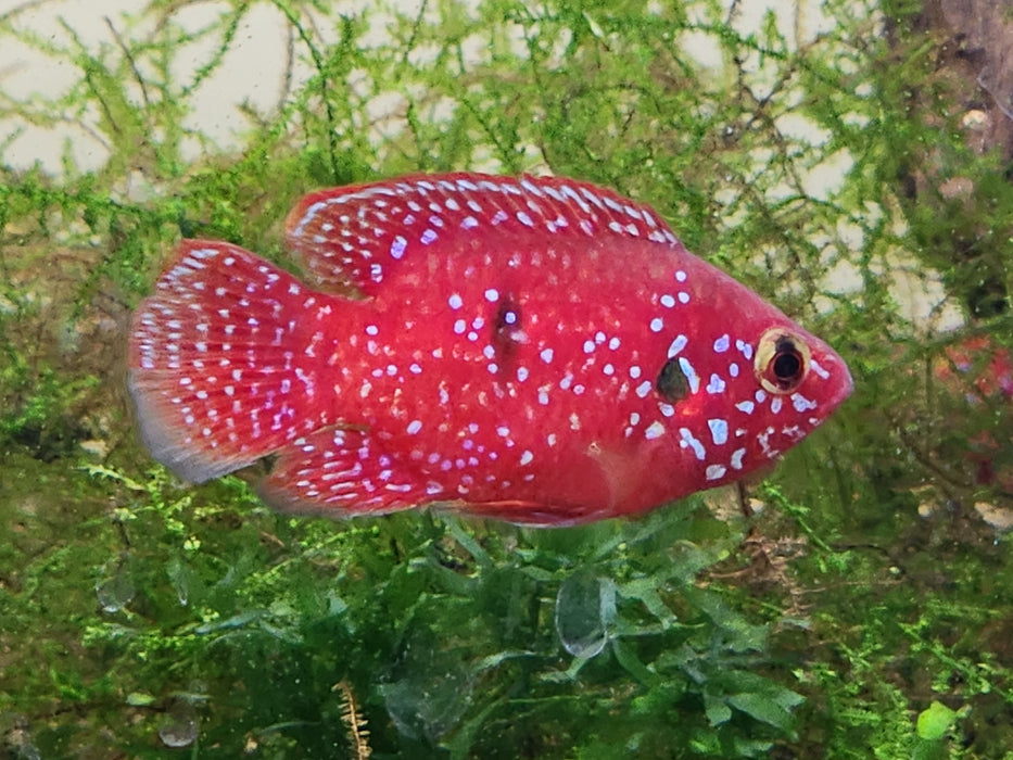 Live Freshwater Aquarium Red Balloon Jewel Cichlid(TROP-200)R10C19