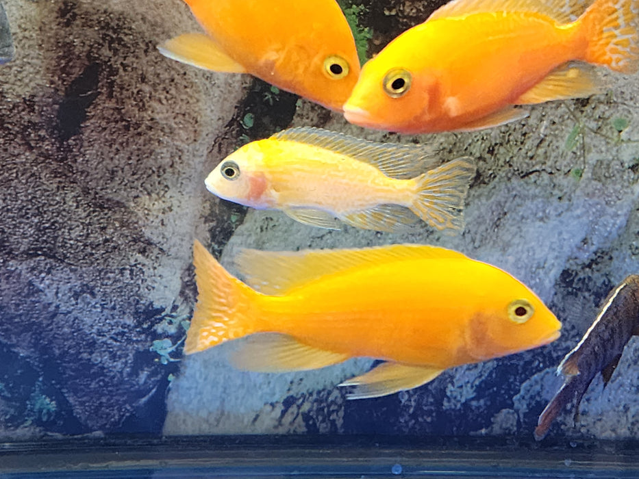 (CHD-030) Golden Peacock Cichlid (Aulonocara sp.) over 4.00 inch Male