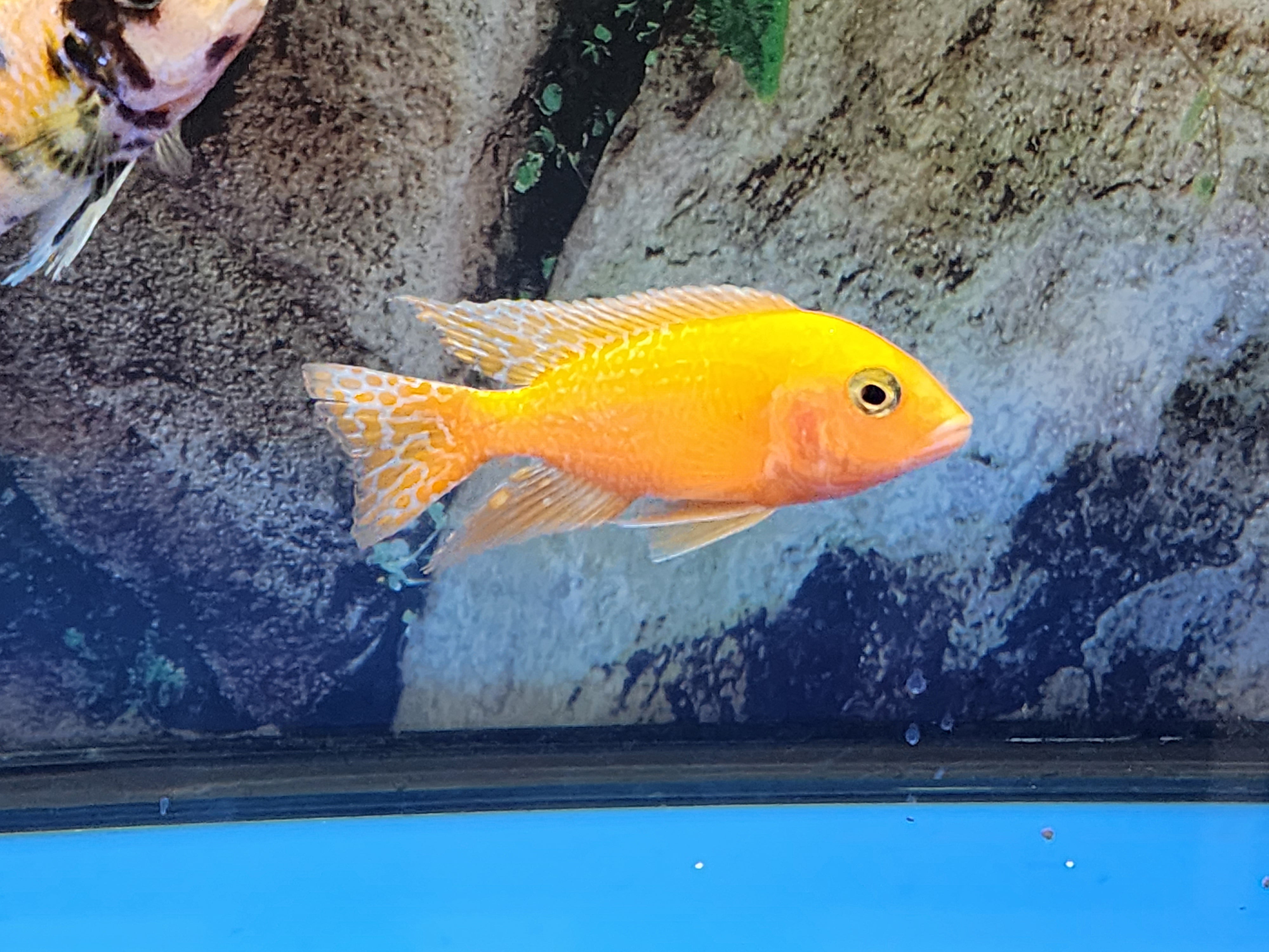 (CGC-) Dragon Blood Tangerine Peacock Cichlid (Aulonocara sp.) over 4.00 inch Male