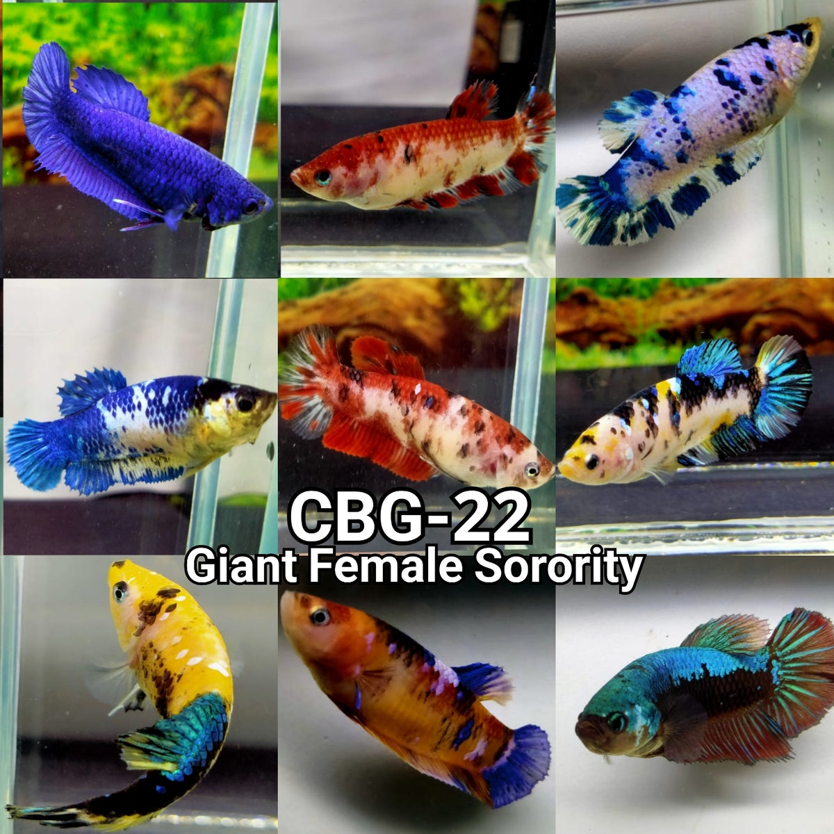 Coast Gem USA | Betta Female Koi Galaxy 1 for $15 Buy 4 Get 1 Free