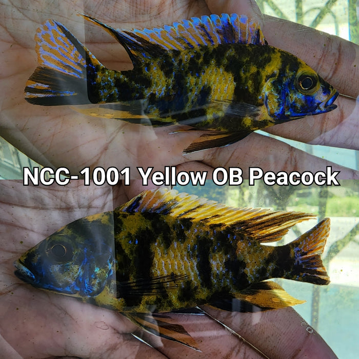 (NCC-1001) Yellow OB Peacock 4.00 inch Male