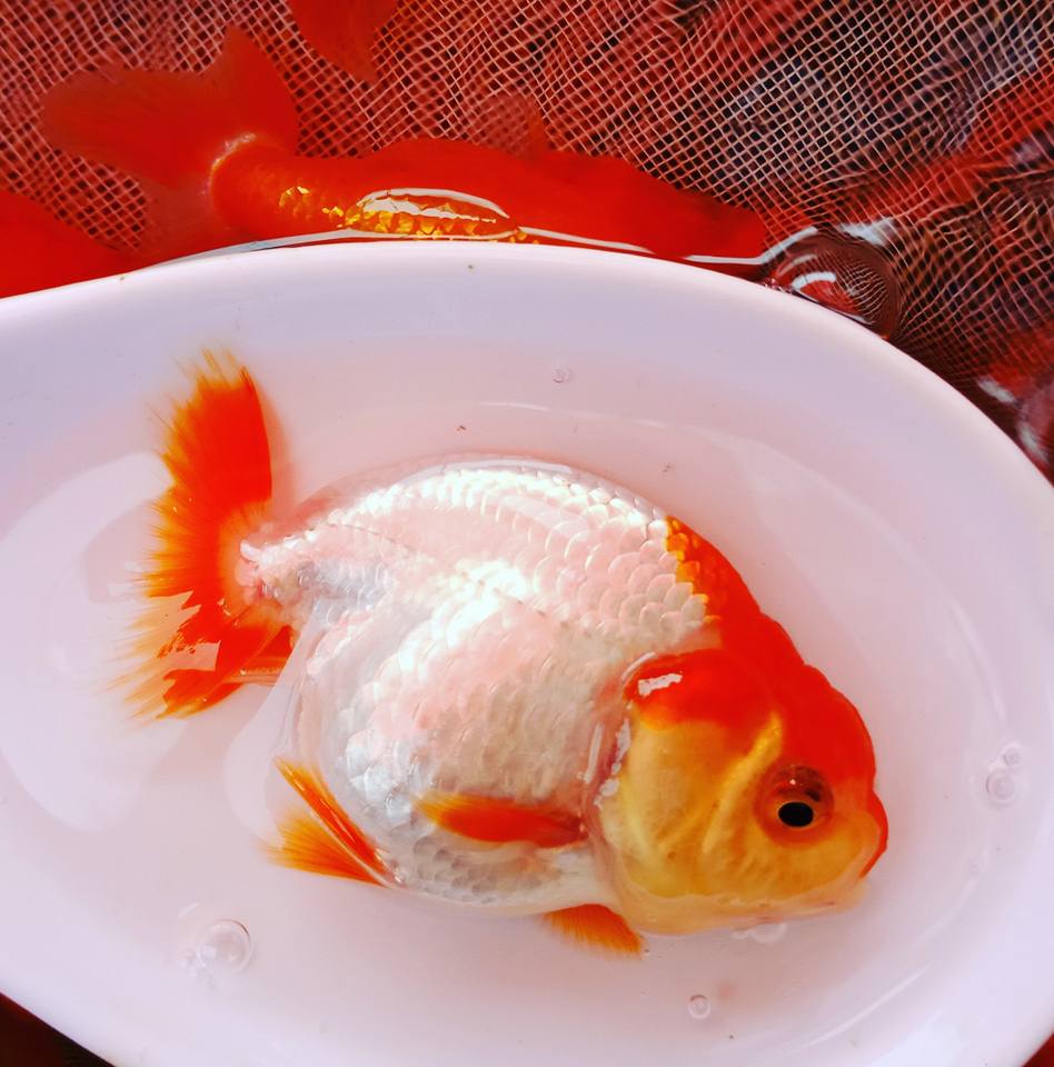 (CGF-67-2")Our Choice Red and White Ranchu Smooth Curve 2.00 inch Body