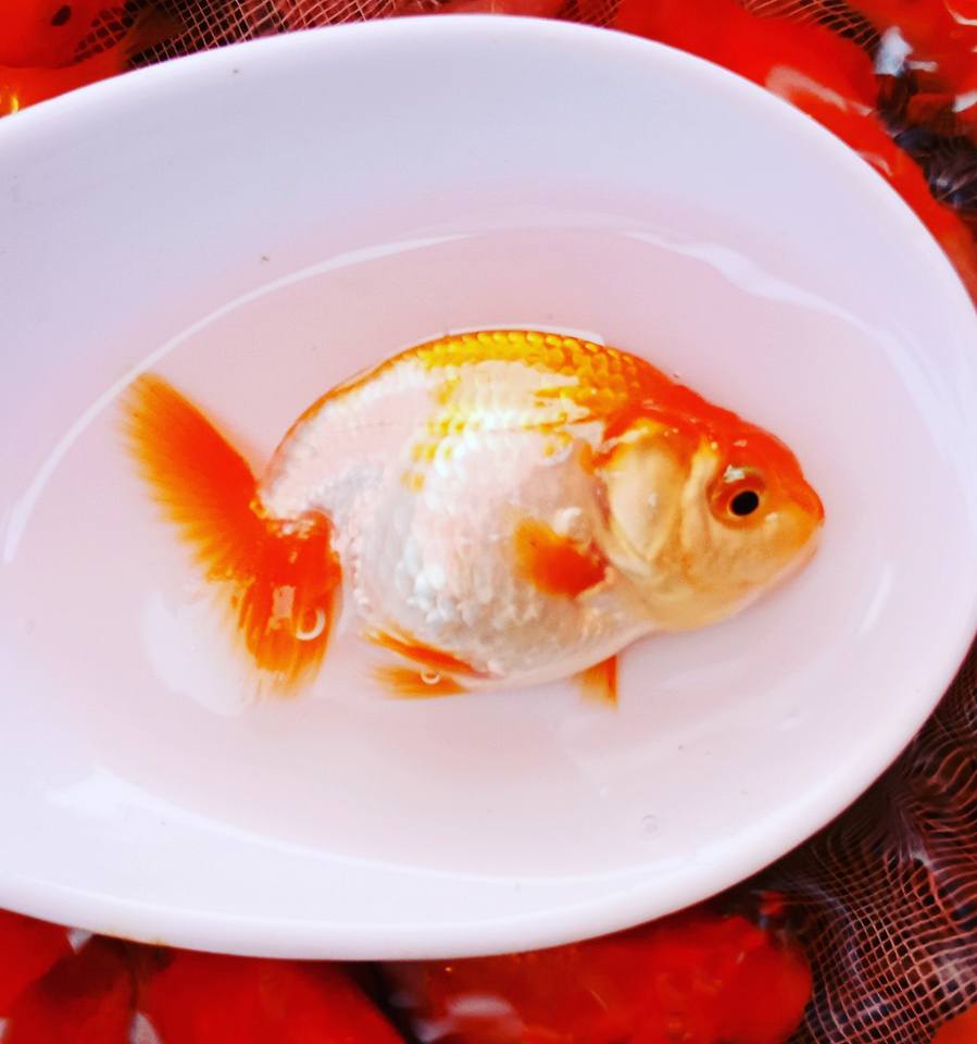 (CGF-084-2")Our Choice Red and White Ranchu Smooth Curve 2.00 inch Body
