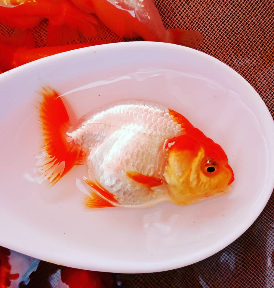 (CGF-084-2")Our Choice Red and White Ranchu Smooth Curve 2.00 inch Body