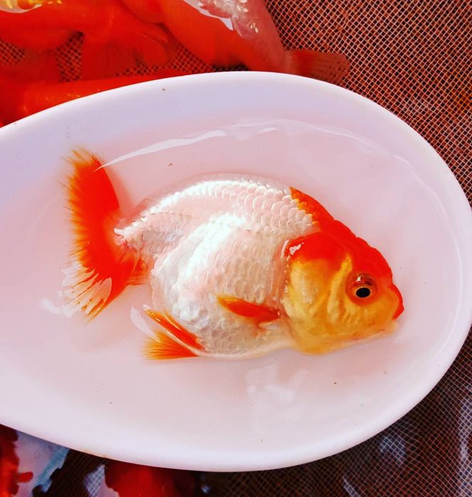 Live Fancy Goldfish Premium Select Our Choice Red and White Ranchu Smooth Curve 2.00 inch Body(CGF-084-2")