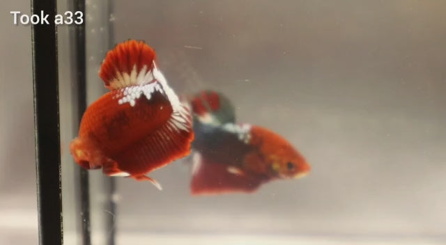 (TOOK-A33) HELLBOY COPPER RED PLAKAT MALE BETTA