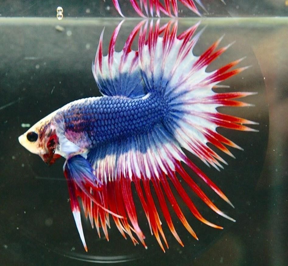 American hot sale betta fish