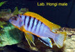 Hongi Cichlid (Labidochromis Sp. Hongi)