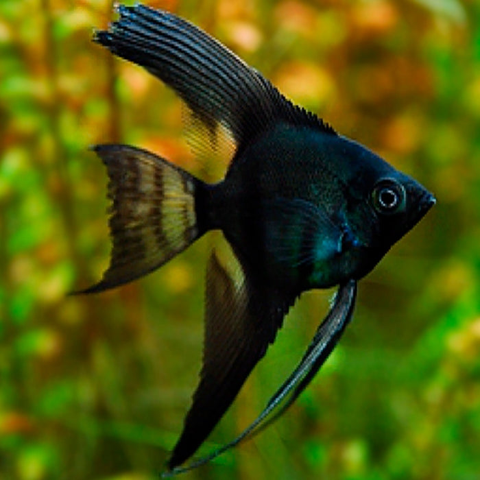 (TROP-262)Black Angelfish 2.5"