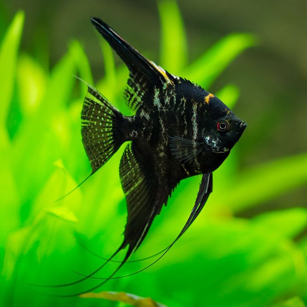 Black Angelfish Freshwater