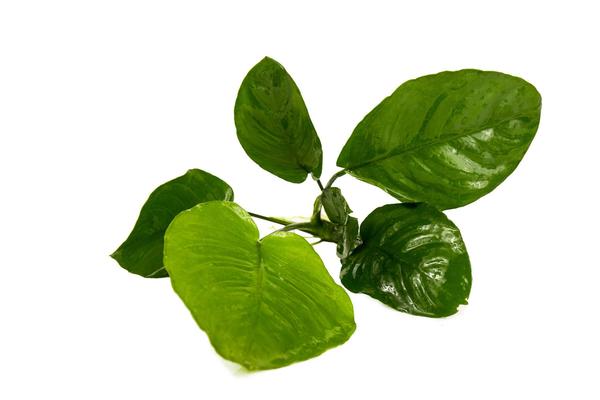 Anubias barteri 'broad leaf'