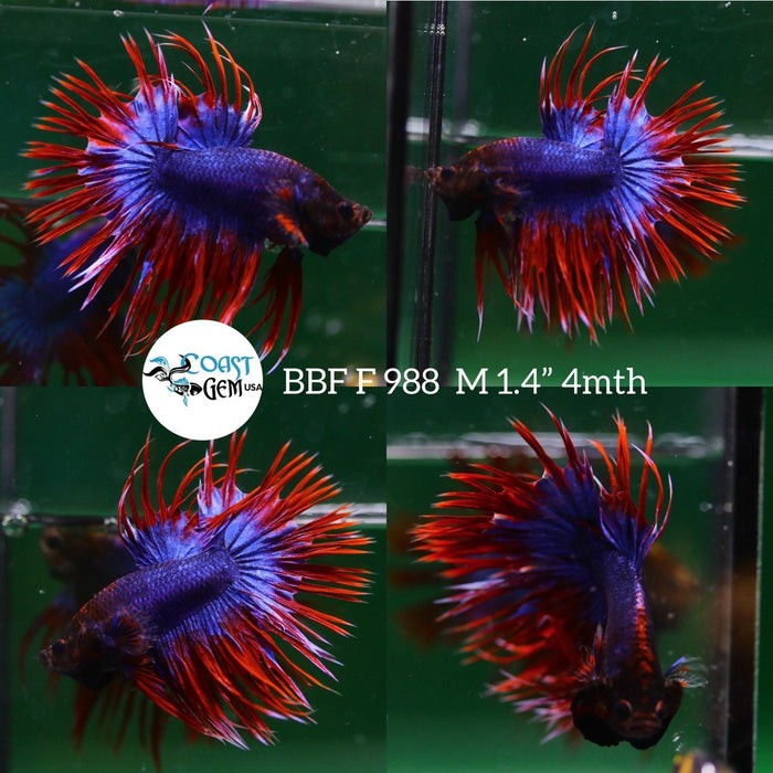 C412(BBF-988) Salamander Black Head Crown Tail Male Betta