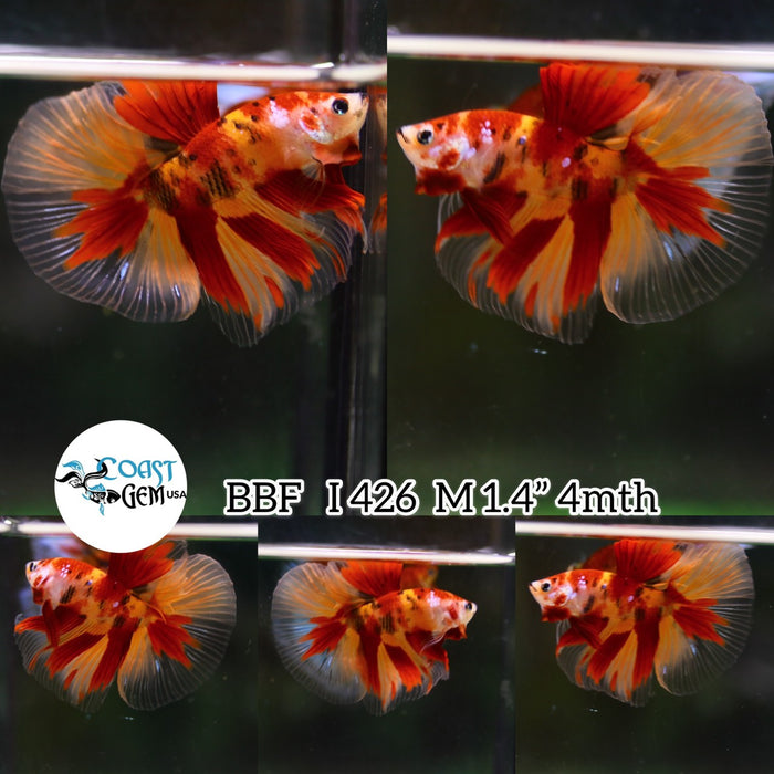 (BBF-A426) Nemo Classic Halfmoon Male Betta