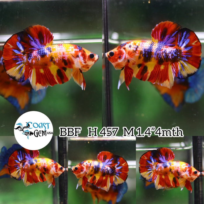(BBF-A457) Yellow Nemo Multicolor Plakat Male Betta