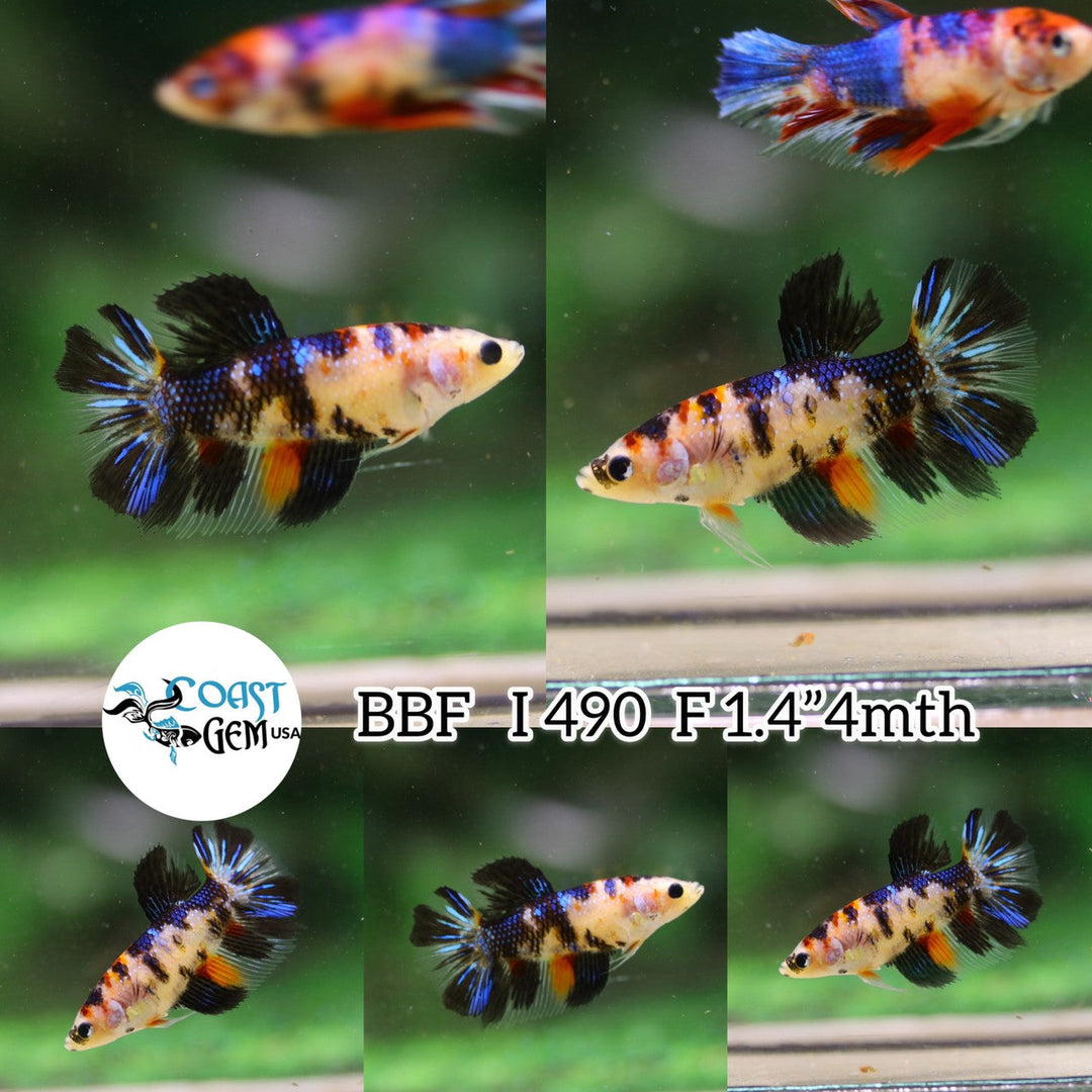 (BBF-A490)Nemo Galaxy Halfmoon Female Betta