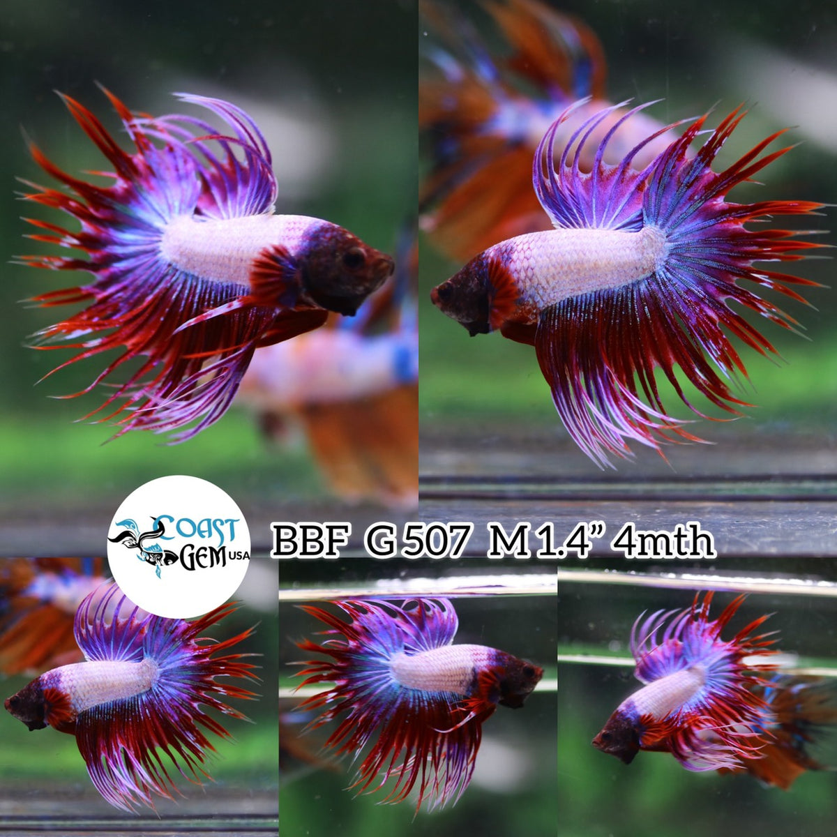 Betta Fish for Sale | Plakat Bettas | Fighting Fish | HMPK Betta ...