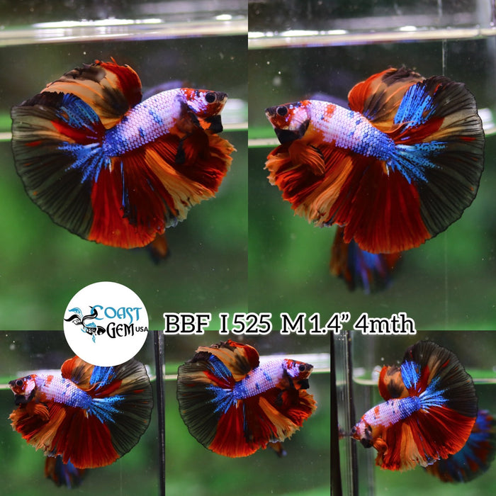 (BBF-A525) Nemo Galaxy Dragon Halfmoon Male Betta