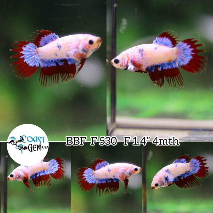 (BBF-A530) Red Grizzle Fancy Crown Tail Female Betta