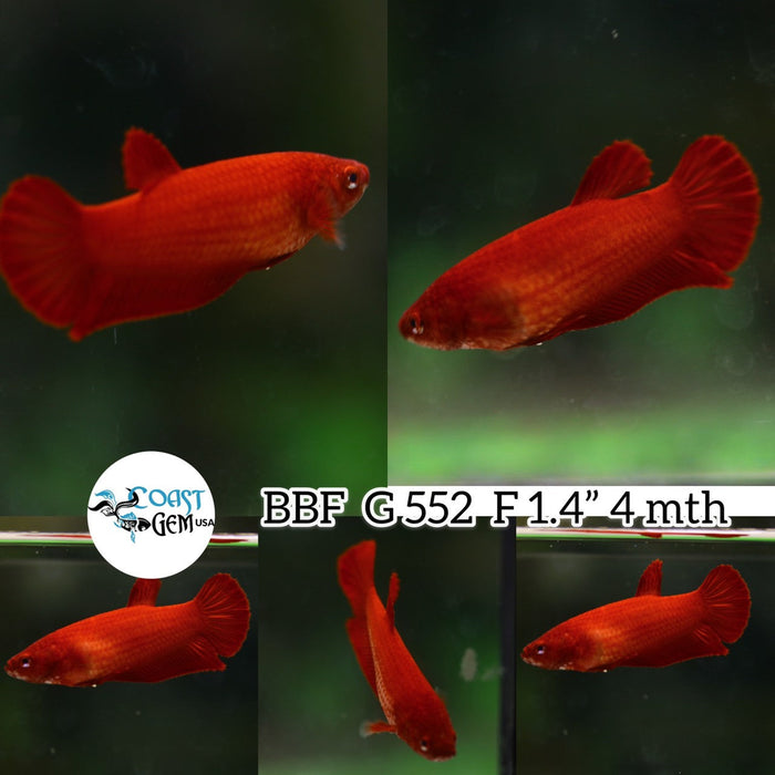 (BBF-A552) Super Red Plakat Female Betta