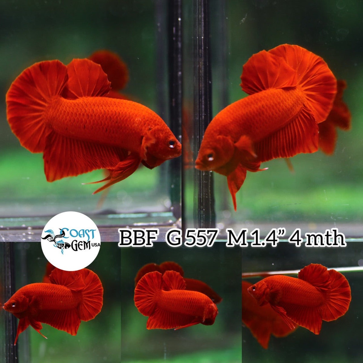 Betta Fish for Sale | Plakat Bettas | Fighting Fish | HMPK Betta ...