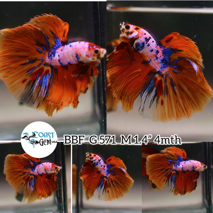 (BBF-A571) Nemo Pink Dragon Halfmoon Male Betta