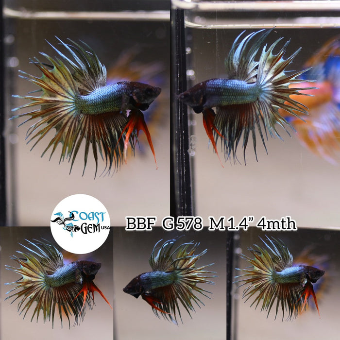 (BBF-A578) Copper Black Head Crown Tail Male Betta